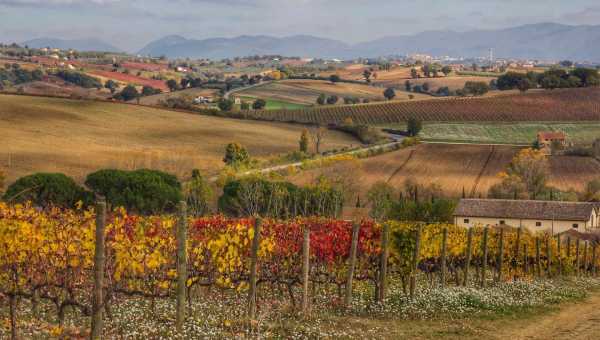 SAGRANTINO: UN VINO CHE VIENE DALLA STORIA