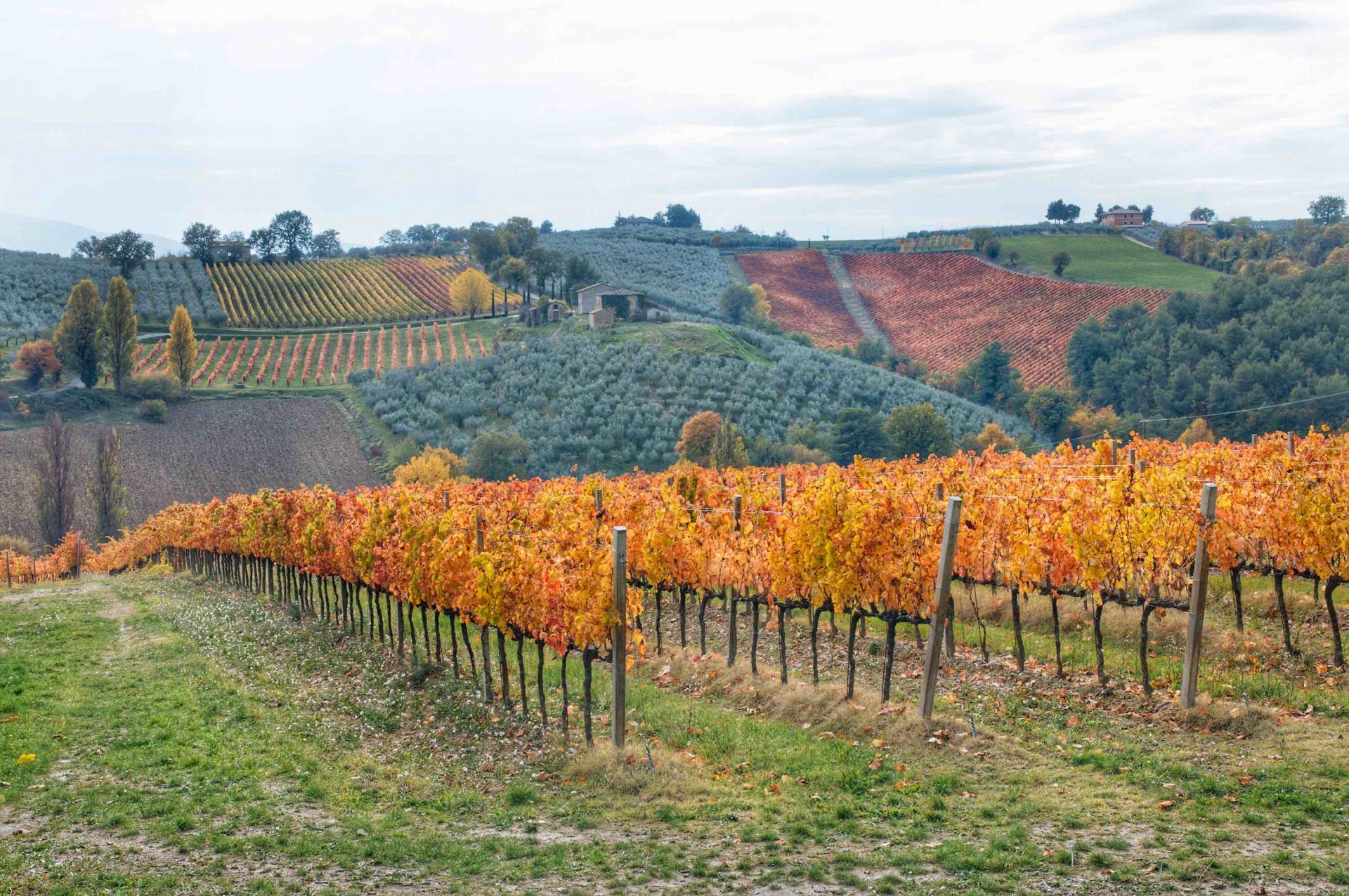 SAGRANTINO: UN VINO CHE VIENE DALLA STORIA
